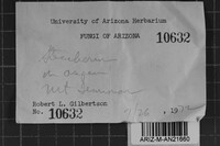 Steccherinum oreophilum image