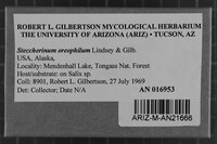 Steccherinum oreophilum image