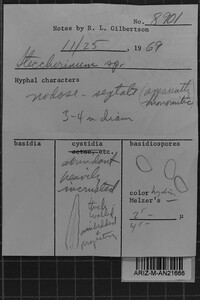 Steccherinum oreophilum image