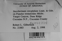 Steccherinum oreophilum image