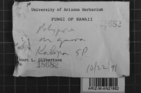 Oxyporus cervinogilvus image