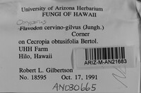 Oxyporus cervinogilvus image