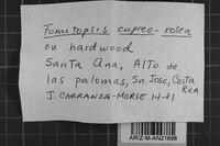 Rhodofomitopsis cupreorosea image