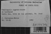 Rhodofomitopsis cupreorosea image