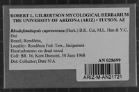 Rhodofomitopsis cupreorosea image