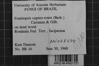 Rhodofomitopsis cupreorosea image