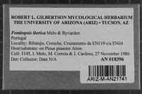 Fomitopsis iberica image