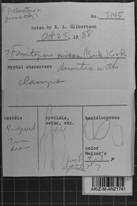 Fomitopsis iberica image