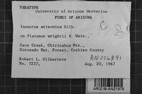 Inonotus arizonicus image