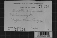 Inonotus arizonicus image