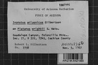 Inonotus arizonicus image