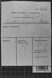Inonotus arizonicus image