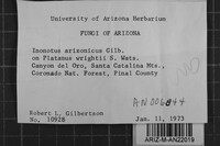 Inonotus arizonicus image