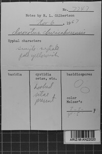 Inonotus arizonicus image