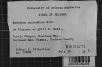 Inonotus arizonicus image