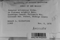 Inonotus arizonicus image