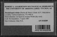 Daedaleopsis nitida image