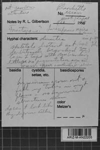 Fomitopsis maire image