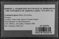 Fomitopsis lignea image