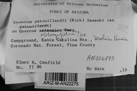 Inonotus patouillardii image