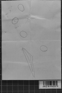 Inonotus munzii image