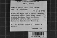 Inonotus patouillardii image