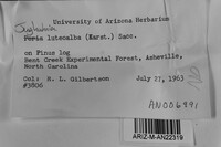 Junghuhnia luteoalba image