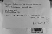 Junghuhnia luteoalba image