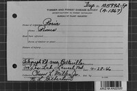 Junghuhnia luteoalba image