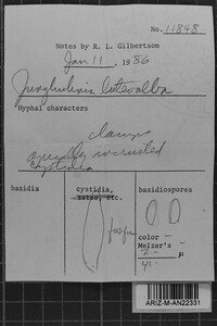 Junghuhnia luteoalba image