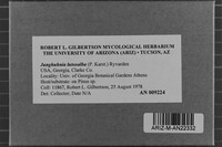 Junghuhnia luteoalba image