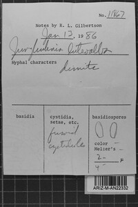 Junghuhnia luteoalba image