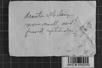 Junghuhnia luteoalba image