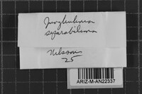 Junghuhnia lacera image