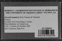 Inocutis tamaricis image