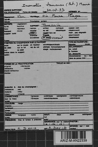 Inocutis tamaricis image