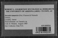 Inocutis tamaricis image