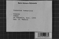 Inocutis tamaricis image