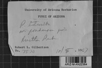 Junghuhnia luteoalba image