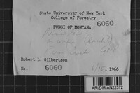 Junghuhnia luteoalba image