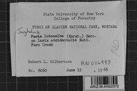 Junghuhnia luteoalba image