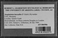 Junghuhnia luteoalba image