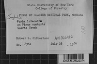 Junghuhnia luteoalba image