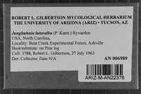 Junghuhnia luteoalba image