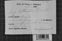 Junghuhnia luteoalba image