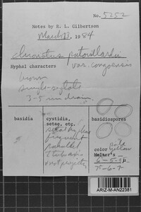 Xanthochrous patouillardii image