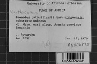 Xanthochrous patouillardii image