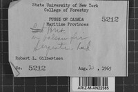 Junghuhnia luteoalba image