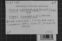 Junghuhnia luteoalba image