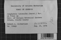 Junghuhnia luteoalba image